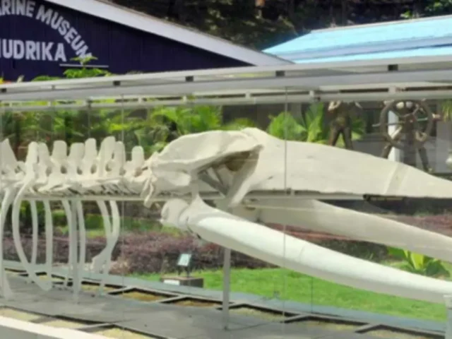 Samudrika Marine Museum: Dive Into Andaman’s Marine Life