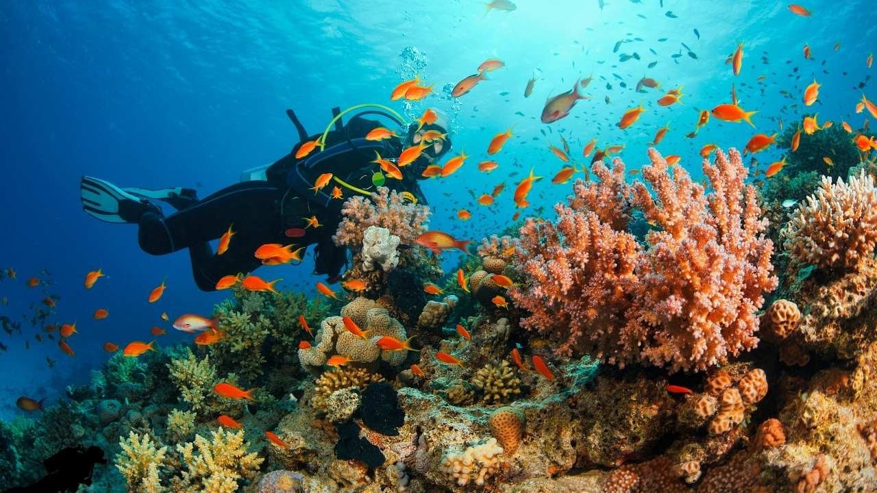 Top-5-Places-for-Scuba-Diving-in-Andaman-and-Nicobar