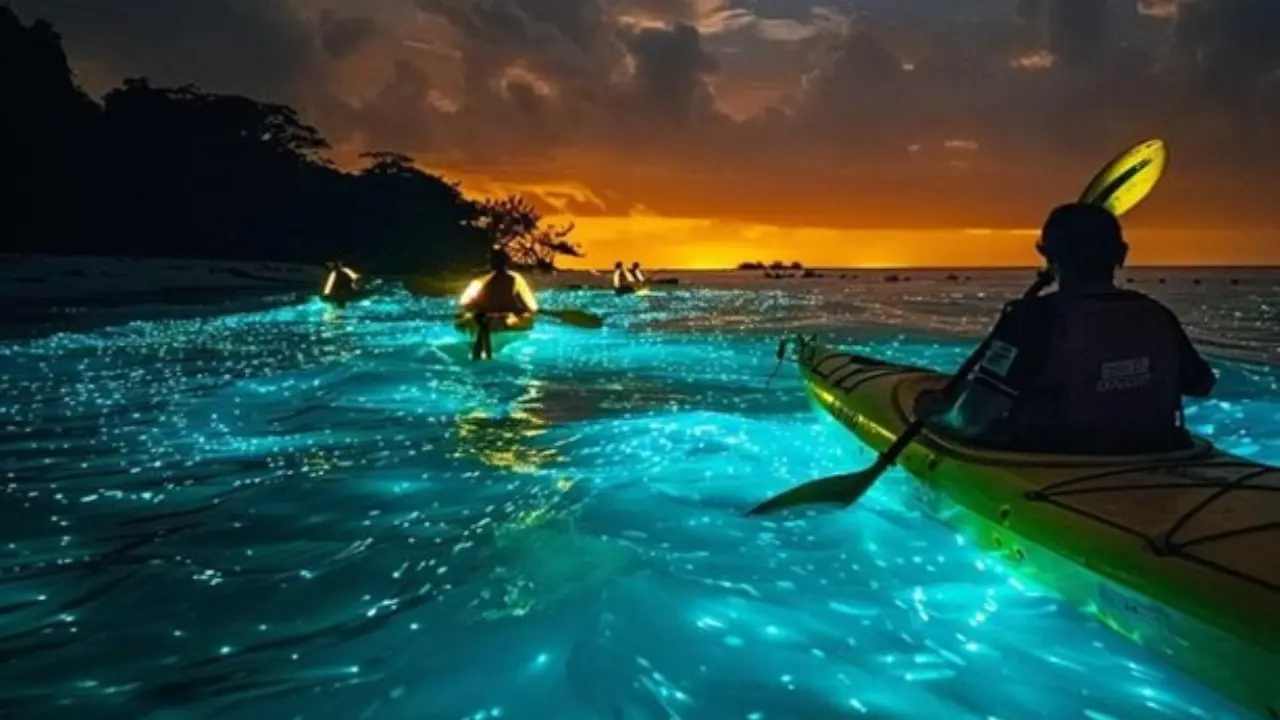 Bioluminescence night kayaking in Havelock under starry skies.