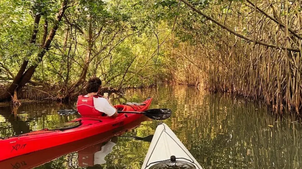 Kayaking through mangrove creeks in Havelock Island at night.