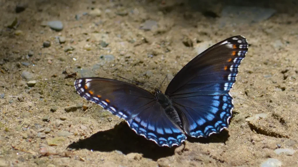 Bird and butterfly spotted on Elephant Beach trek trail