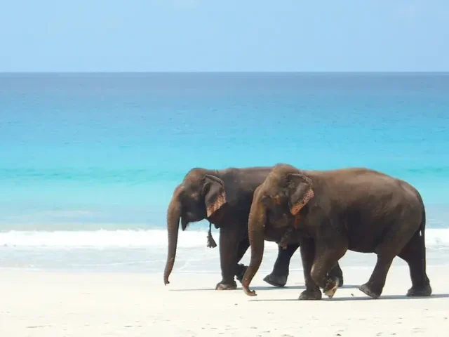 The Ultimate Guide to Trekking to Elephant Beach in Havelock