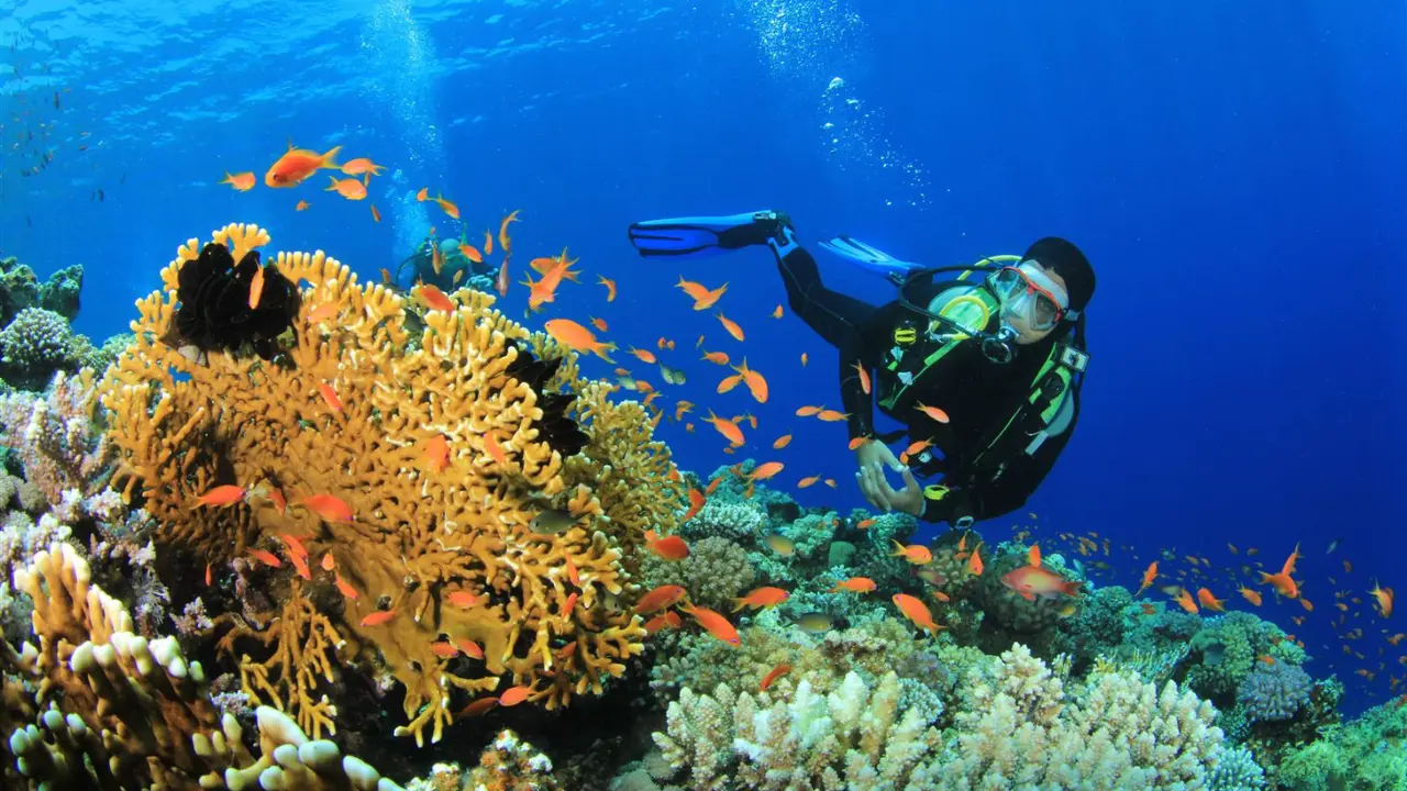 Sea Walk in Elephant Beach with colorful corals and tropical fish.