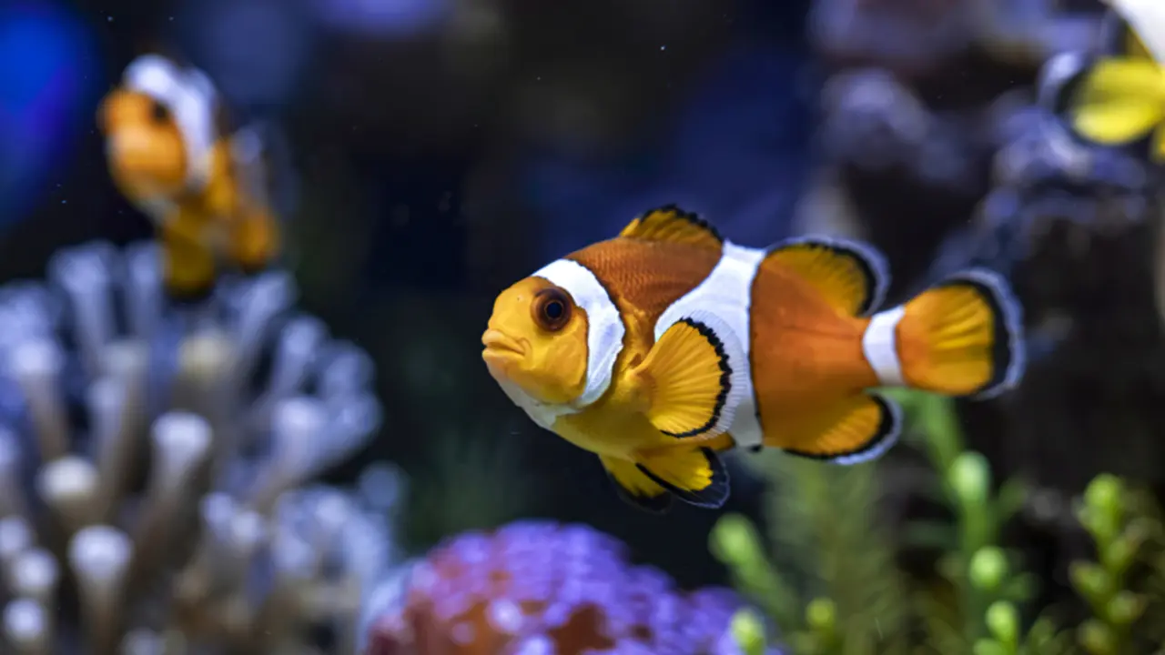 Coral reef and marine life during Sea Walk in Elephant Beach Andaman