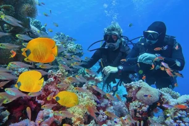 Scuba Diving in Andaman: Everything You Need to Know